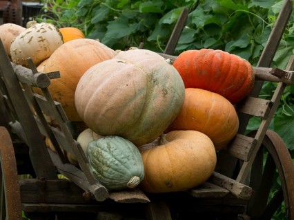 Variety of pumpkins on an old wooden cart surrounded by plants, borken, münsterland, germany