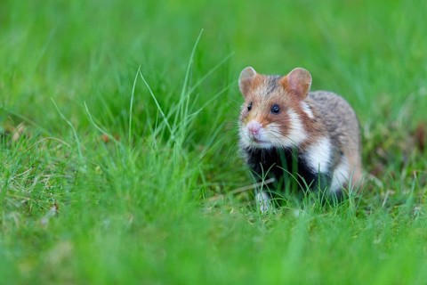 Field hamster, (Cricetus cricetus), animals, mammals, hamster, rodent, subfamily of hamsters,