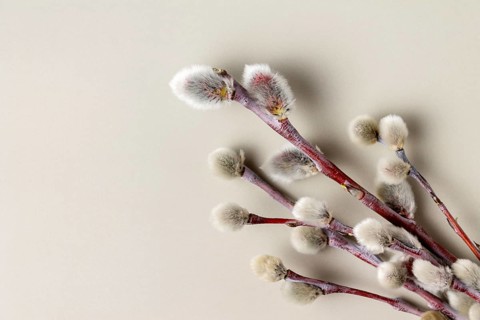 Willow branches on a gray background, close-up, copy space