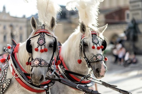 Horses with a carriage on the main square of Krakow in Poland