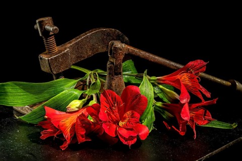 Creative still life with old rusty metal clamp and red Alstroemeria flower on a black background,