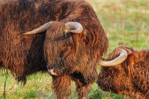 Two Highland cattle standing close to each other in the meadow, Velen, Münsterland, North