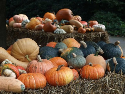 Variety of pumpkins on hay bales in a natural setting, borken, münsterland, germany