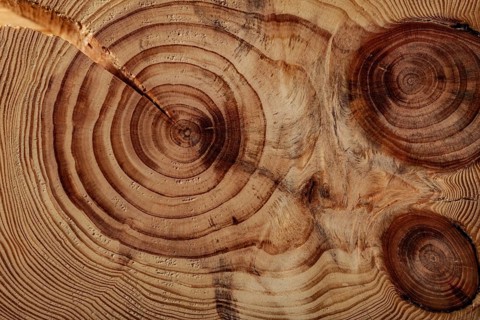 Damaged Wood Board Cross Cutted Tree Trunk Close Up