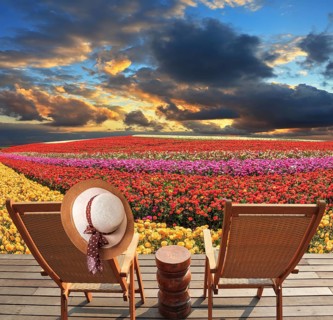 Spring blooming buttercups grow stripes of different colors. Two deck chairs on the platform are at