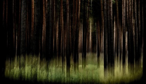 Artistically blurred forest
