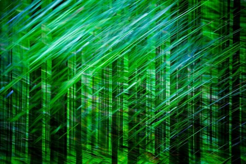 Atmospheric forest, abstract structures, wiping effect, bulb exposure