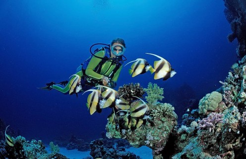 Diver and bannerfish, Red Sea bannerfish, Heniochus intermedius, Egypt, Sha'ab Marksur, Red Sea