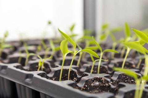Pepper seedling transplants growing in a plastic tray. Sprouting pepper seedlings in propagator