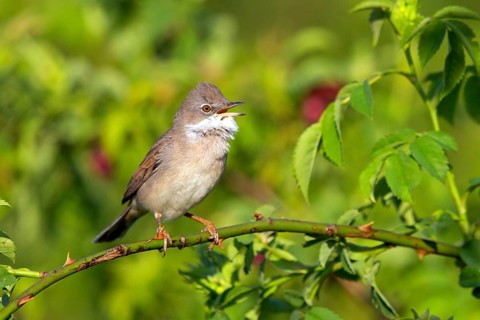 Whitethroat, (Sylvia communis), animals, birds, warbler family, songbird, perch, Bad Dürkheim