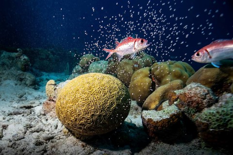 Korallenriff mit zwei Fischen und einer gelben Hirnkoralle in tiefem Wasser, A fish swims near