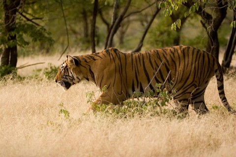Tiger Panthera tigris, Ranthambore tiger reserve, Rajasthan, India