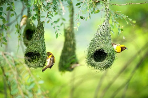 Baya weaver nest indian birds wild life india