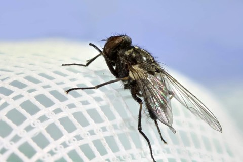 Seiner (Stomoxys calcitrans)