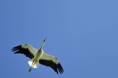 White stork (Ciconia ciconia)