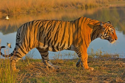 Bengal Tiger, Ranthambore national park, rajasthan, India, Asia