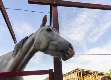 Horse head on a ranch close up