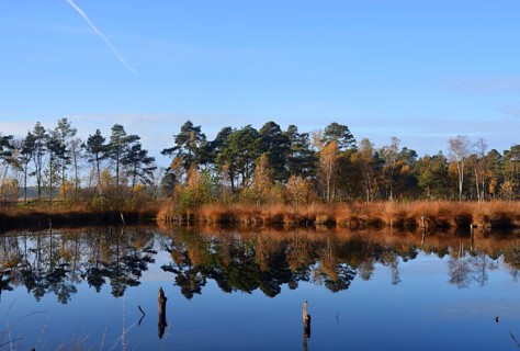 Landscape in Autumn in the Fen Pietzmoor, Schneverdingen, Lower Saxony, Germany. Landscape in