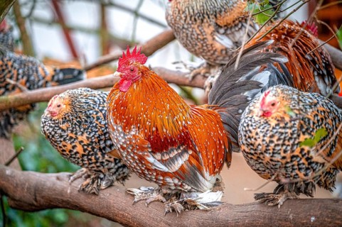Group of cockerels (Gallus gallus domesticus) sitting on a tree branch with colourful plumage,