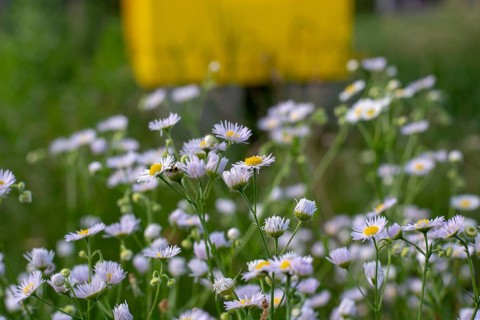 Closeup shot of camomile in the field on the sunny day