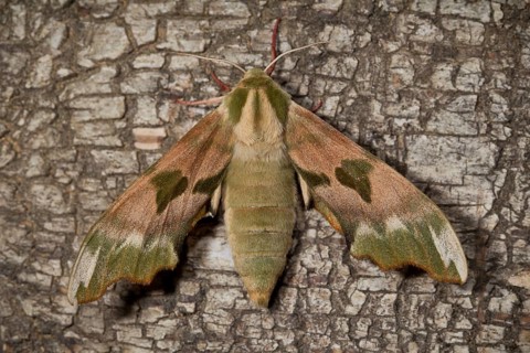Lime hawk-moth, Mimas tiliae, lime hawk-moth