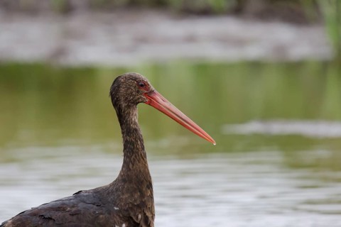 Young black stork (portrait)
