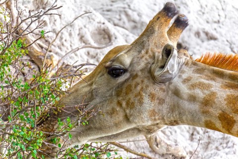 Giraffe