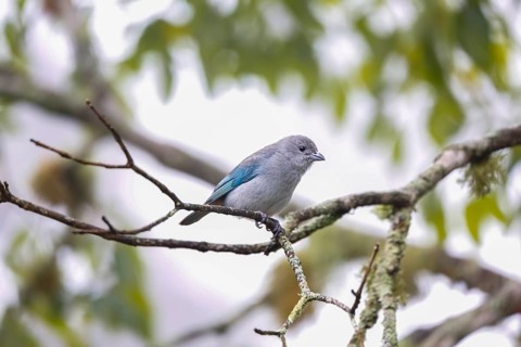 Small Sayaca tanager perched on a bare branch against defocused background, Serra da Mantiqueira,