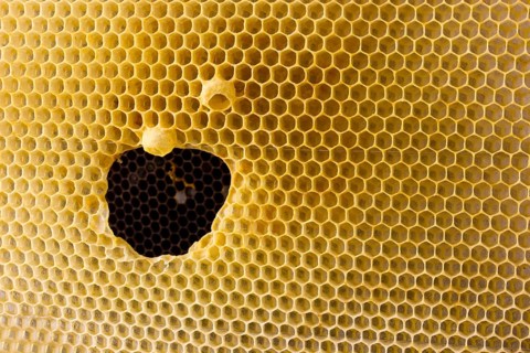 The hole is formed in the honeycomb. Cells for bees and honey. Uterine cups