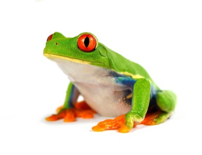Red eye frog