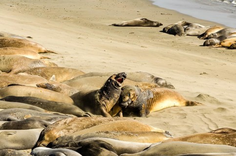 Elephant seals fighting on the beach in the middle of a large colony