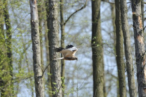 Marsh harrier on the prowl.western marsh-harrier (Circus aeruginosus), male in flight, Western