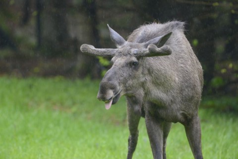 Male moose in a meadow