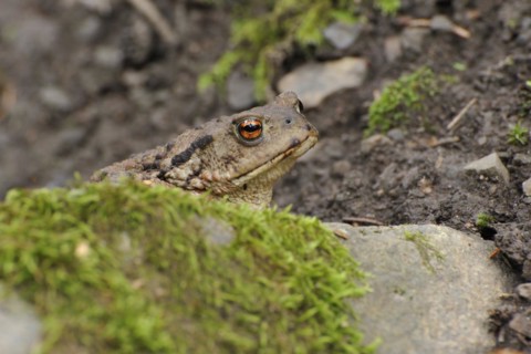 Common Toad in the forest in autumn. Common toad in the forest, in autumn