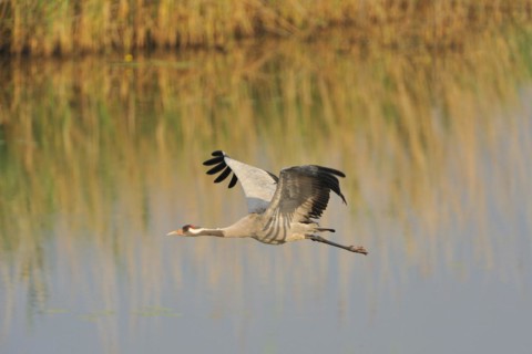 Common Crane in the Oberlausitz.grey crane in flight