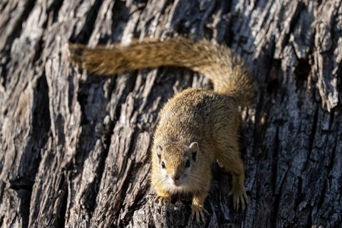 Tree squirrel, African bush squirrel (Paraxerus cepapi), Moremi Game Reserve, Okavango Delta, Maun,