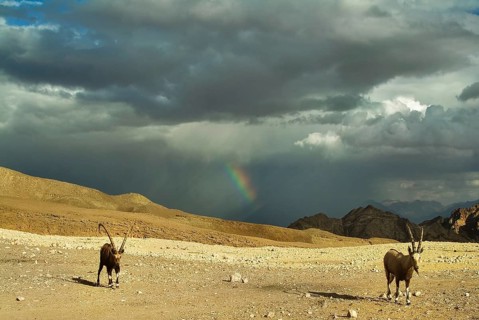 Herd of wild goats on a deserted mountain plateau about Eilat in Israel