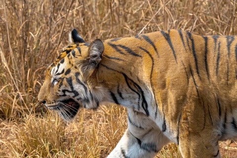 Tiger (Panthera tigris), Bengal tiger or Indian tiger, big cat (Pantherinae), carnivore