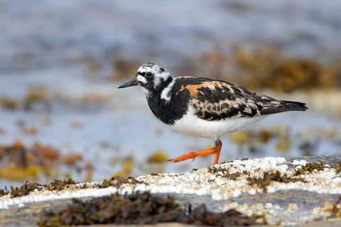 Ruddy turnstone