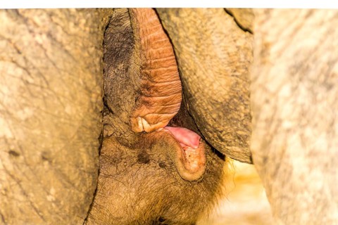 Elephant baby