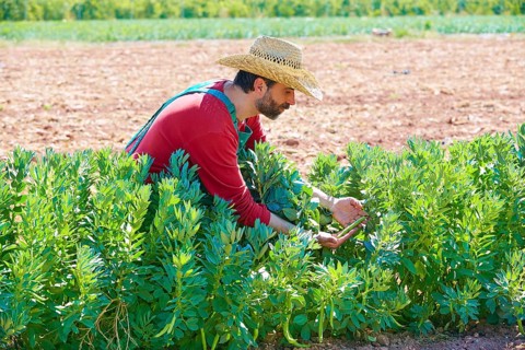 Farmer man harvesting lima beans in Mediterranean orchard field
