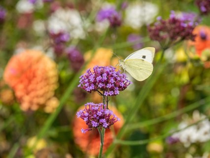 Close-up of a white butterfly on a purple flower in a garden with coloured background, Bad