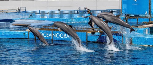 Panoramic photo of a trainer with a group of dolphins in the air in the largest dolphinarium in