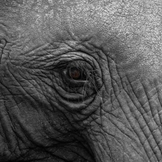 Elephantidae, detail, Kruger National Park, South Africa