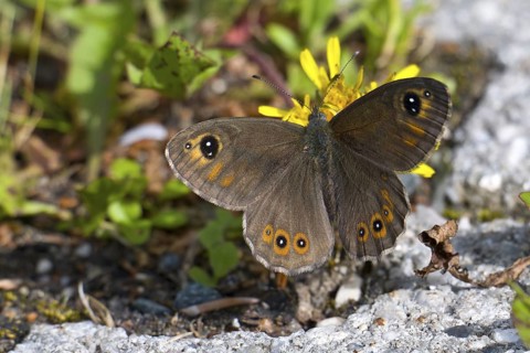 Braunauge (Lasiommata maera). Large wall brown (Lasiommata maera)