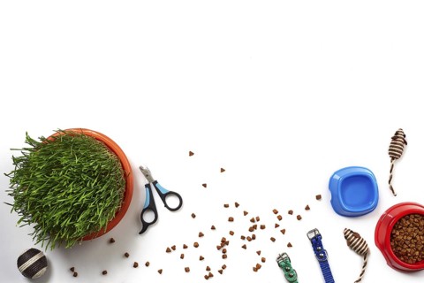 Flat lay composition with accessories for a cat, such as delicious dry food and water in a bowls,