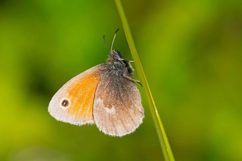 Dusky Meadow Brown), Hyponephele lycaon), animals, insects, butterfly, butterfly, lateral, Alsenz,
