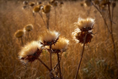 Dried thistle plant in golden meadow at mediterranean