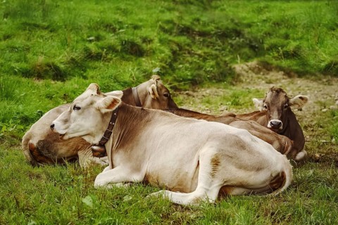 Dairy Cattle in the Traditional Pasture. Bolsternang, Germany Bolsternang, Germany