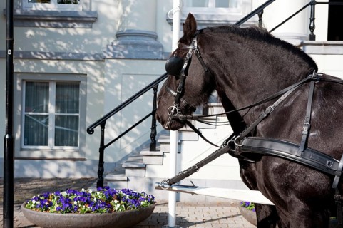 Horses by the white town hall stairs
